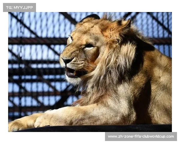 豪宅私人动物园亲密接触小狮子 球迷搭乘兰博基尼畅享奢华兜风体验